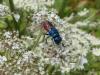 348703 – Photo : Bahuaud François – France (44)